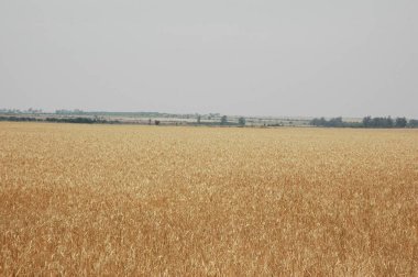Kuzey Arjantin 'deki altın buğday tarlaları