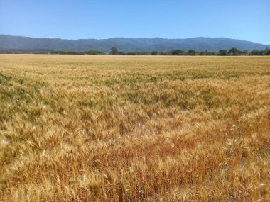 Kuzey Arjantin 'deki altın buğday tarlaları