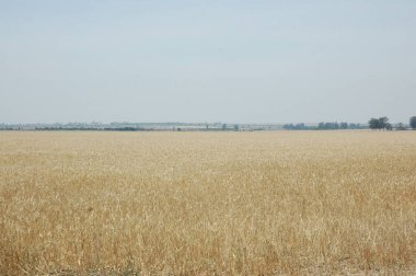 Kuzey Arjantin 'deki altın buğday tarlaları