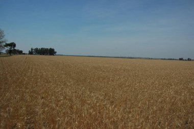 Kuzey Arjantin 'deki altın buğday tarlaları