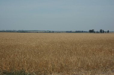 Kuzey Arjantin 'deki altın buğday tarlaları
