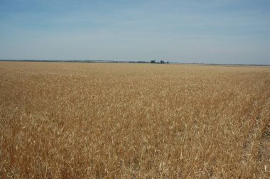 Kuzey Arjantin 'deki altın buğday tarlaları