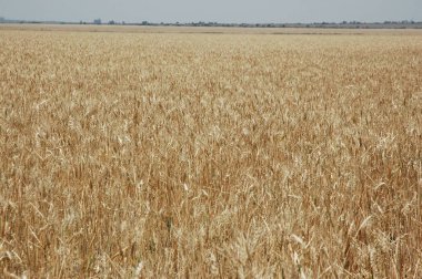 Kuzey Arjantin 'deki altın buğday tarlaları