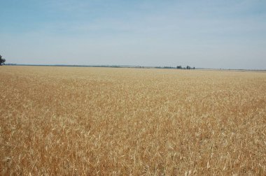 Kuzey Arjantin 'deki altın buğday tarlaları