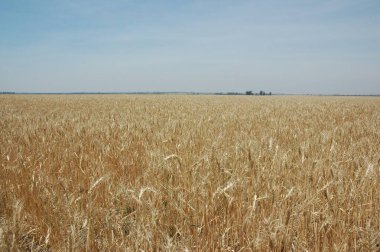 Kuzey Arjantin 'deki altın buğday tarlaları