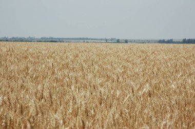 Kuzey Arjantin 'deki altın buğday tarlaları