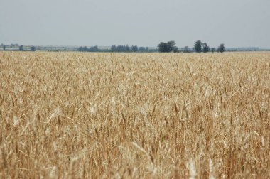 Kuzey Arjantin 'deki altın buğday tarlaları