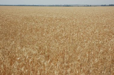 Kuzey Arjantin 'deki altın buğday tarlaları