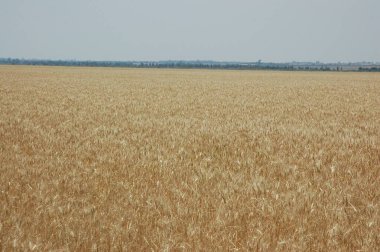 Kuzey Arjantin 'deki altın buğday tarlaları