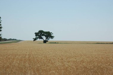 Kuzey Arjantin 'deki altın buğday tarlaları