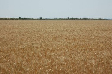 Kuzey Arjantin 'deki altın buğday tarlaları