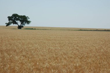 Kuzey Arjantin 'deki altın buğday tarlaları