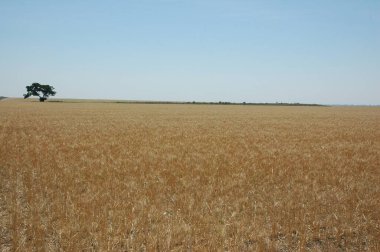 Kuzey Arjantin 'deki altın buğday tarlaları