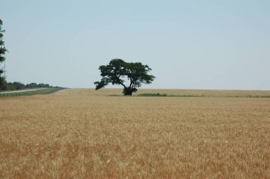 Kuzey Arjantin 'deki altın buğday tarlaları