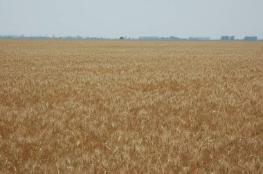Kuzey Arjantin 'deki altın buğday tarlaları