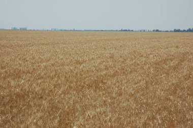 Kuzey Arjantin 'deki altın buğday tarlaları