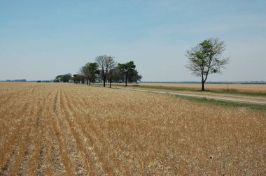 Golden wheat fields in Northern Argentina