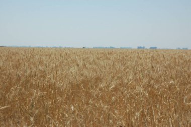 Kuzey Arjantin 'deki altın buğday tarlaları