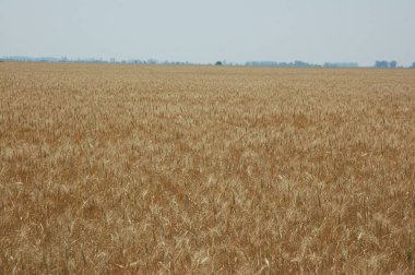 Kuzey Arjantin 'deki altın buğday tarlaları