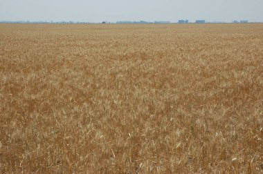 Kuzey Arjantin 'deki altın buğday tarlaları