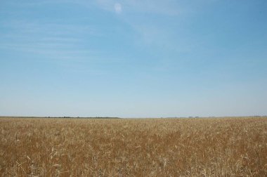 Kuzey Arjantin 'deki altın buğday tarlaları