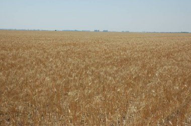 Kuzey Arjantin 'deki altın buğday tarlaları
