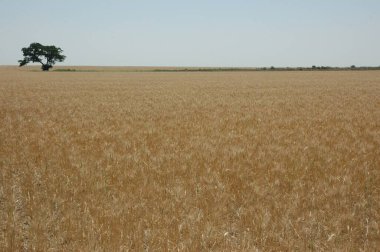 Kuzey Arjantin 'deki altın buğday tarlaları