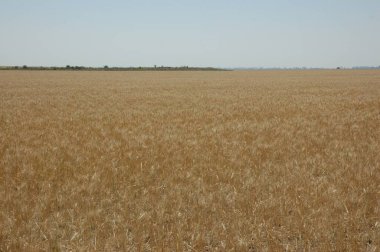 Kuzey Arjantin 'deki altın buğday tarlaları