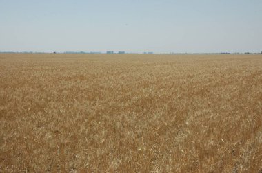 Kuzey Arjantin 'deki altın buğday tarlaları