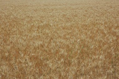 Kuzey Arjantin 'deki altın buğday tarlaları