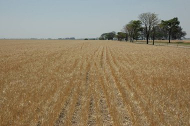 Kuzey Arjantin 'deki altın buğday tarlaları