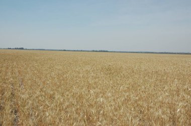Kuzey Arjantin 'deki altın buğday tarlaları