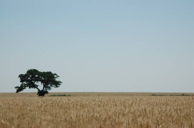 Kuzey Arjantin 'deki altın buğday tarlaları