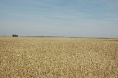 Kuzey Arjantin 'deki altın buğday tarlaları