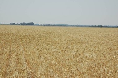 Kuzey Arjantin 'deki altın buğday tarlaları