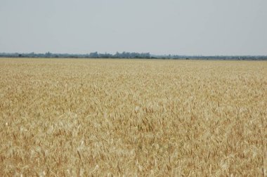 Kuzey Arjantin 'deki altın buğday tarlaları