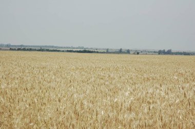 Kuzey Arjantin 'deki altın buğday tarlaları