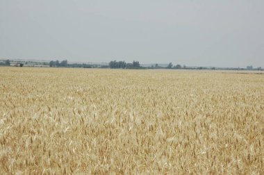 Kuzey Arjantin 'deki altın buğday tarlaları