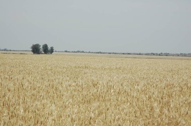 Kuzey Arjantin 'deki altın buğday tarlaları