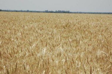 Kuzey Arjantin 'deki altın buğday tarlaları