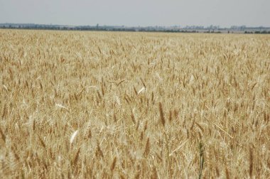 Kuzey Arjantin 'deki altın buğday tarlaları