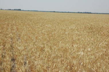 Kuzey Arjantin 'deki altın buğday tarlaları