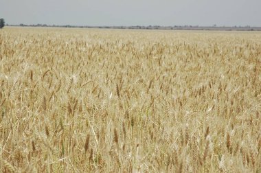 Kuzey Arjantin 'deki altın buğday tarlaları
