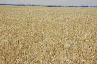 Kuzey Arjantin 'deki altın buğday tarlaları