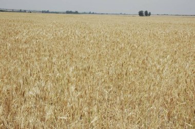 Kuzey Arjantin 'deki altın buğday tarlaları