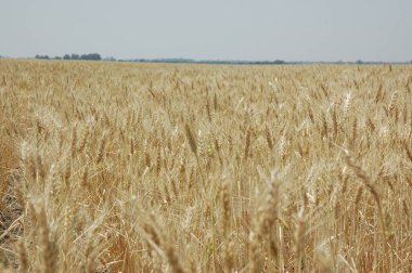 Kuzey Arjantin 'deki altın buğday tarlaları