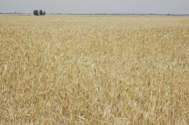 Kuzey Arjantin 'deki altın buğday tarlaları