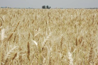 Kuzey Arjantin 'deki altın buğday tarlaları