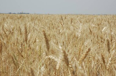 Kuzey Arjantin 'deki altın buğday tarlaları