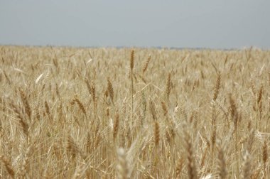 Kuzey Arjantin 'deki altın buğday tarlaları
